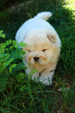 Chow chow 1