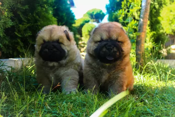 Chow chow 2