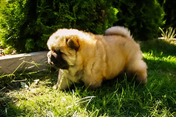 Chow chow 3