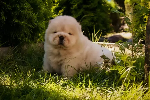 Chow chow 4