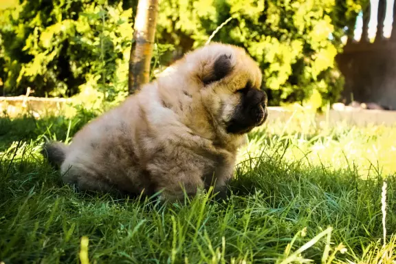 Chow chow 5