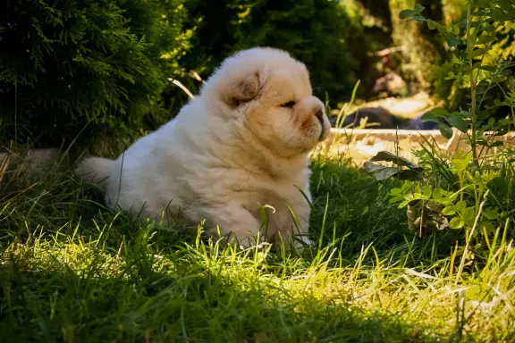Chow chow 6