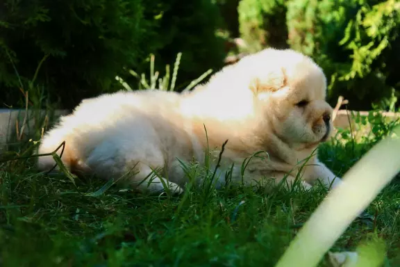 Chow chow 7