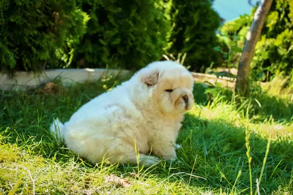 Chow chow 8