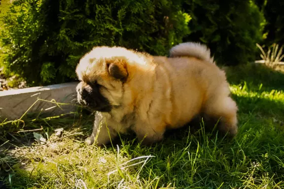 Chow chow 9