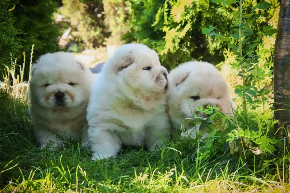 Chow chow 10