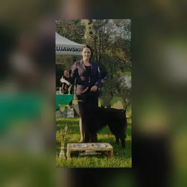 Owczarek Belgijski Groenendael nie niemiecki 7
