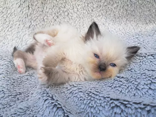 Kotki ragdoll 4