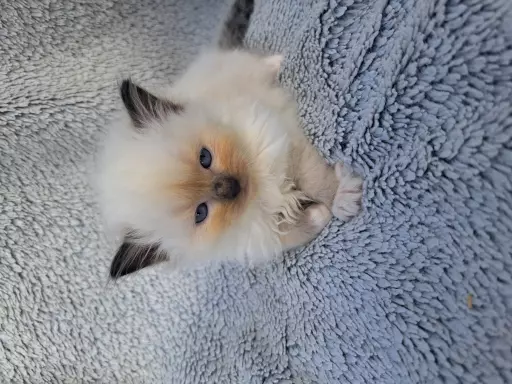 Kotki ragdoll 2