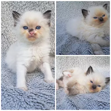 Kotki ragdoll 3