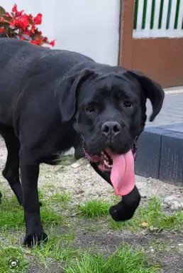 Suka Cane Corso Italiano 1