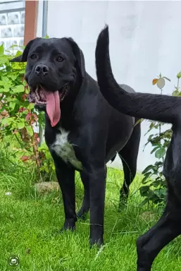 Suka Cane Corso Italiano 2