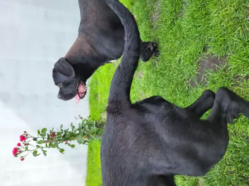 Suka Cane Corso Italiano 3