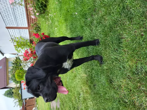 Suka Cane Corso Italiano 4