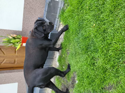 Suka Cane Corso Italiano 5