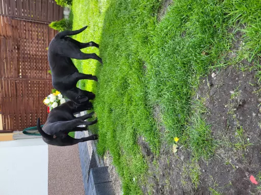 Suka Cane Corso Italiano 6