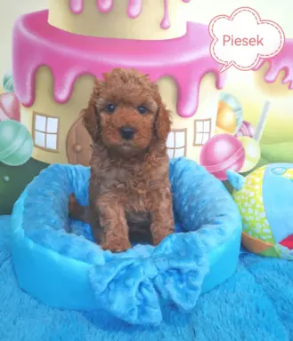 pudel miniaturowy piesek 2