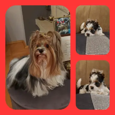 Sprzedam pięknie  szczeniaczki BIEWERKI 1