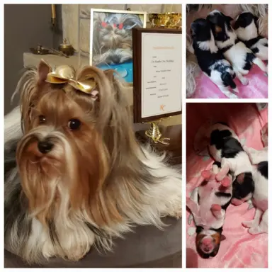 Sprzedam pięknie  szczeniaczki BIEWERKI 3