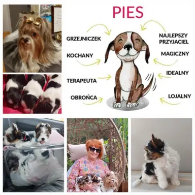 Sprzedam pięknie  szczeniaczki BIEWERKI 4