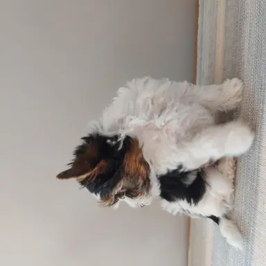 Sprzedam pięknie  szczeniaczki BIEWERKI 5