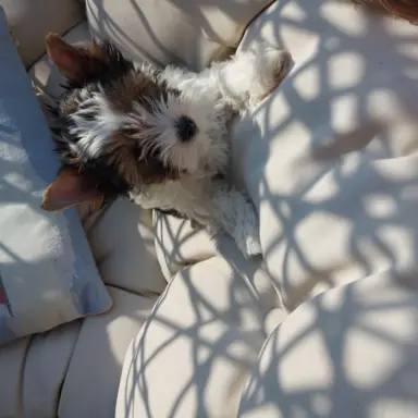 Sprzedam pięknie  szczeniaczki BIEWERKI 6