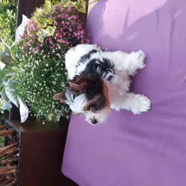 Sprzedam pięknie  szczeniaczki BIEWERKI 7