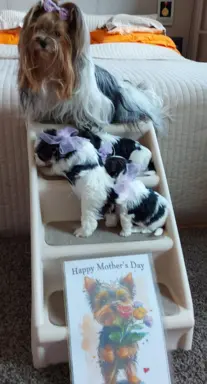 Sprzedam pięknie  szczeniaczki BIEWERKI 8