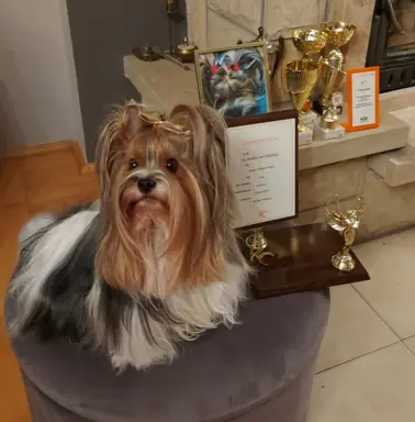 Sprzedam pięknie  szczeniaczki BIEWERKI 9