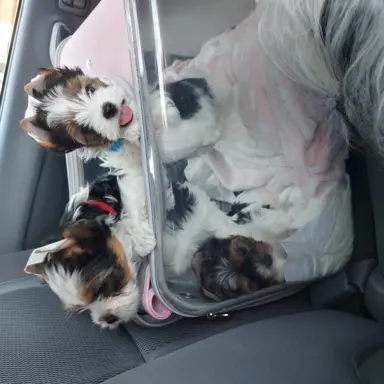 Sprzedam pięknie  szczeniaczki BIEWERKI 10