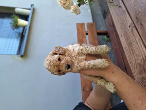 Pudel miniaturka 4
