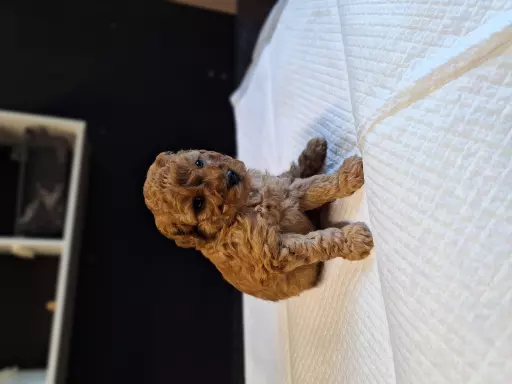 Pudel miniaturka 3