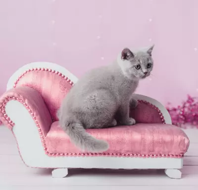 Kocurek brytyjski liliowy 3