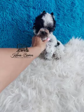 Pieski i suczki Yorkshire Terrier różne odmiany kolorystyczn 3