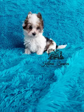 Pieski i suczki Yorkshire Terrier różne odmiany kolorystyczn 9
