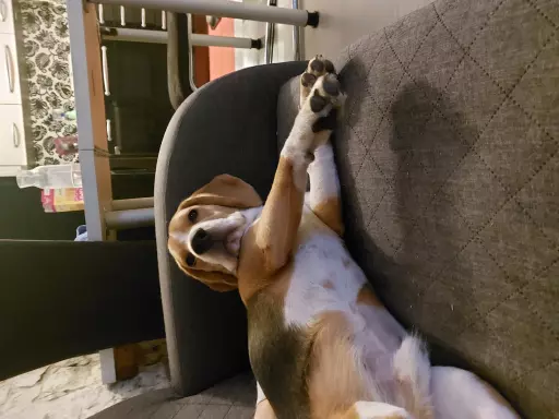 Rasowy beagle trocolor (bigl wystawowy z rodowodem) 2