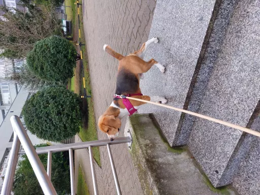 Rasowy beagle trocolor (bigl wystawowy z rodowodem) 3