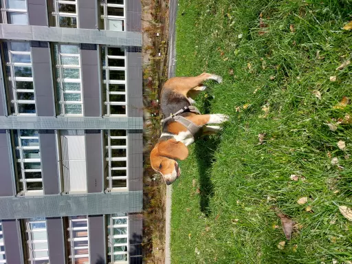 Rasowy beagle trocolor (bigl wystawowy z rodowodem) 4