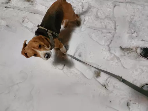 Rasowy beagle trocolor (bigl wystawowy z rodowodem) 5