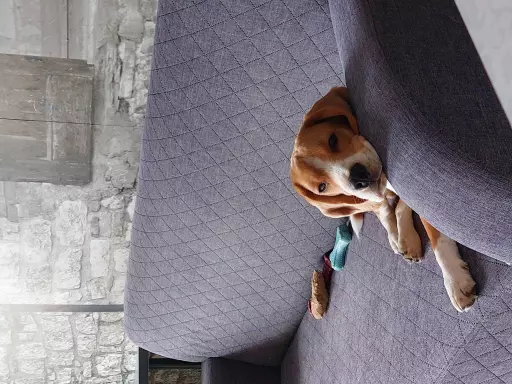 Rasowy beagle trocolor (bigl wystawowy z rodowodem) 6