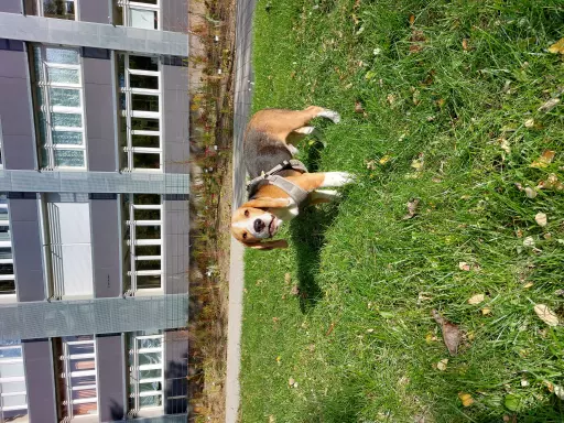 Rasowy beagle trocolor (bigl wystawowy z rodowodem) 7