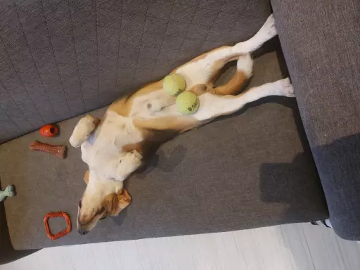 Rasowy beagle trocolor (bigl wystawowy z rodowodem) 8