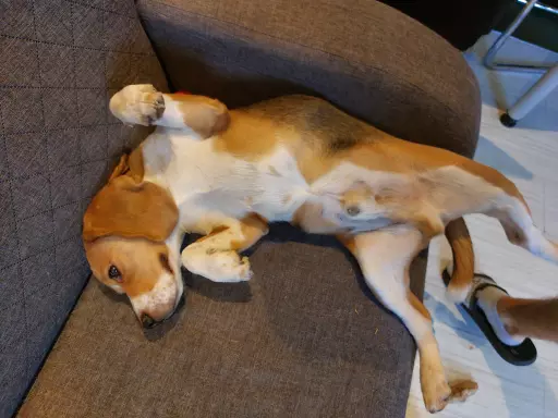 Rasowy beagle trocolor (bigl wystawowy z rodowodem) 9