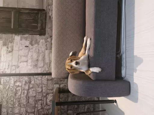 Rasowy beagle trocolor (bigl wystawowy z rodowodem) 10