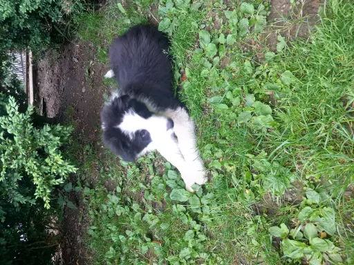Szczenięta BORDER COLLIE  ZKwP 1