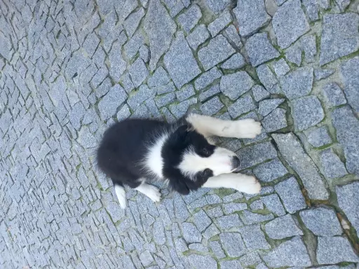 Szczenięta BORDER COLLIE  ZKwP 2