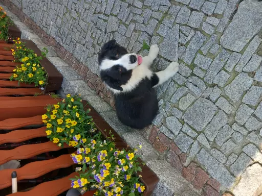 Szczenięta BORDER COLLIE  ZKwP 3