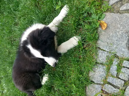 Szczenięta BORDER COLLIE  ZKwP 4