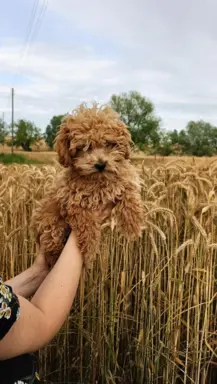 Pudel toy piesek 🧡 badania genetyczne 1