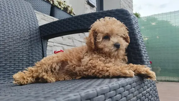 Pudel toy piesek 🧡 badania genetyczne 3